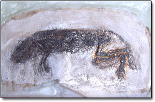 Source: http://www.cracked.com/article_19742_the-5-most-insane-examples-chinese-counterfeiting.html